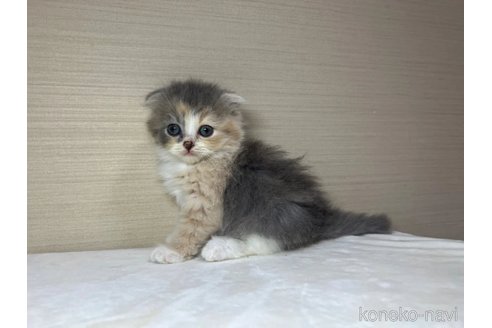 成約済の茨城県のスコティッシュフォールド(折れ耳)-90709の4枚目